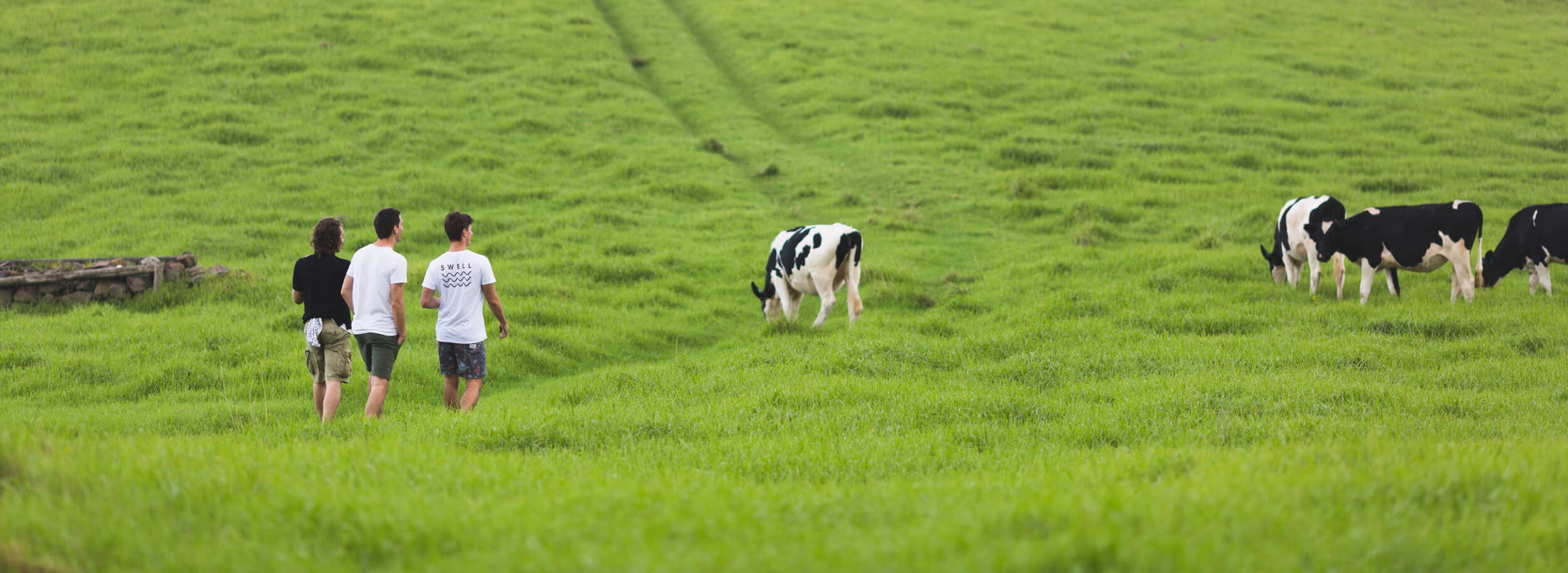 People walking in a cow field, Photography by Jon Harris