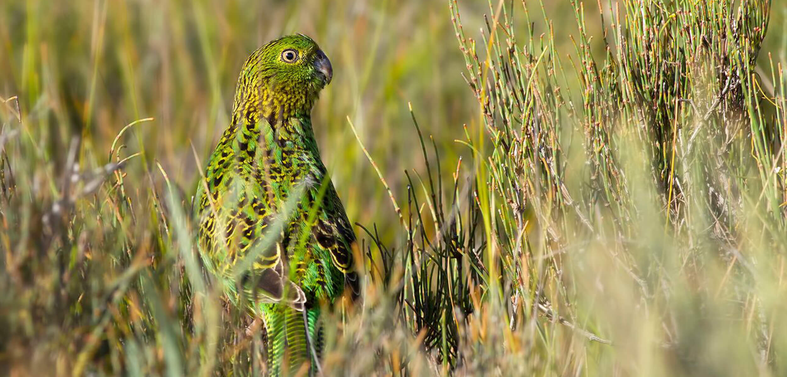 Ground Parrot in the Kiama Region, Photography by Lachlan Hall