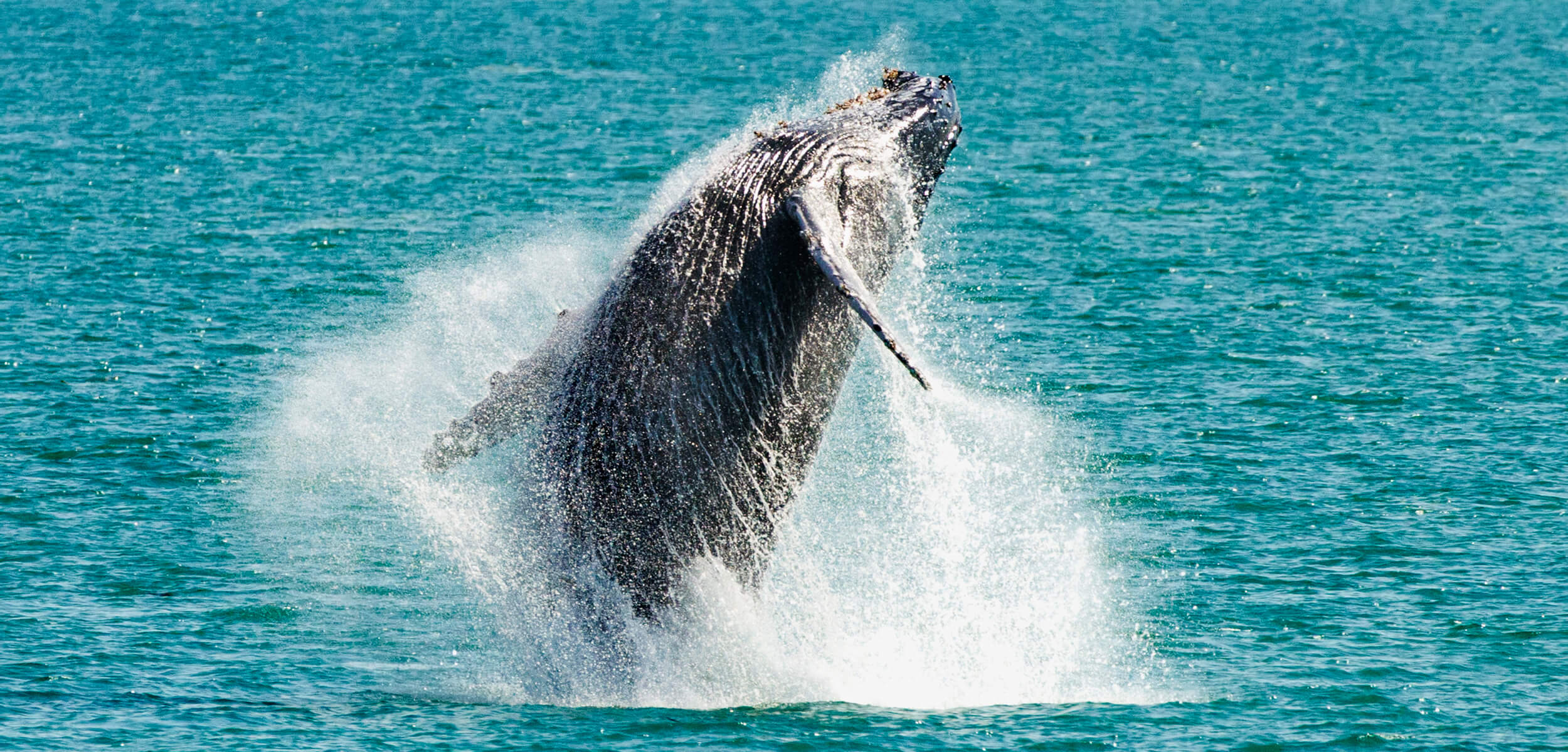 Humpback Whale in the Kiama Region, Photography by Lachlan Hall