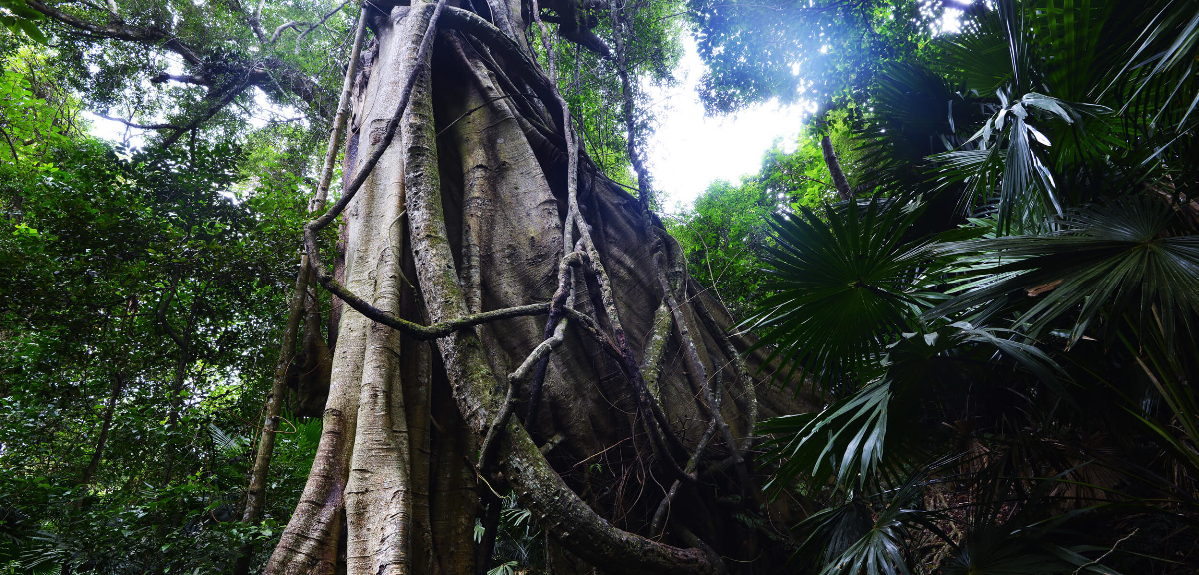Minnamurra Rainforest