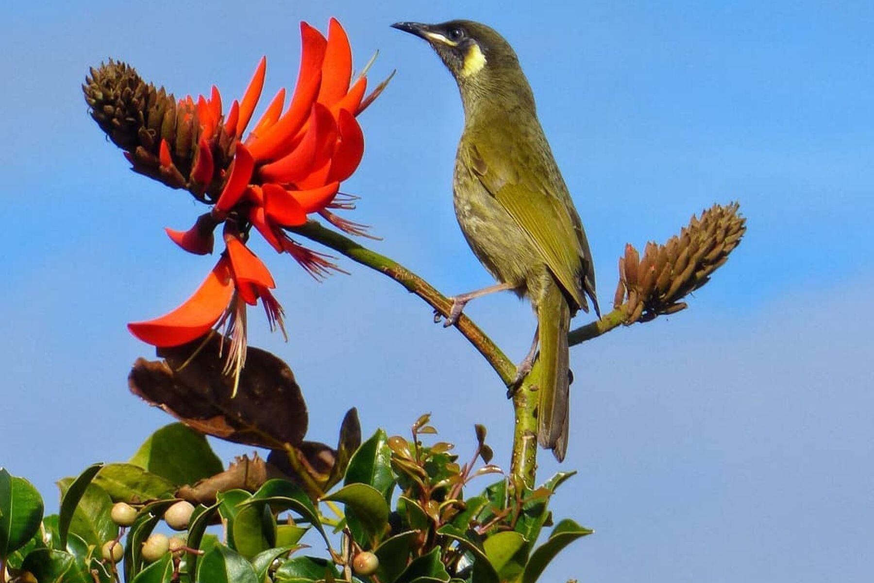 @kelstarrr81 instagram CrowdRiff rights appproved image - wildlife and nature kiama