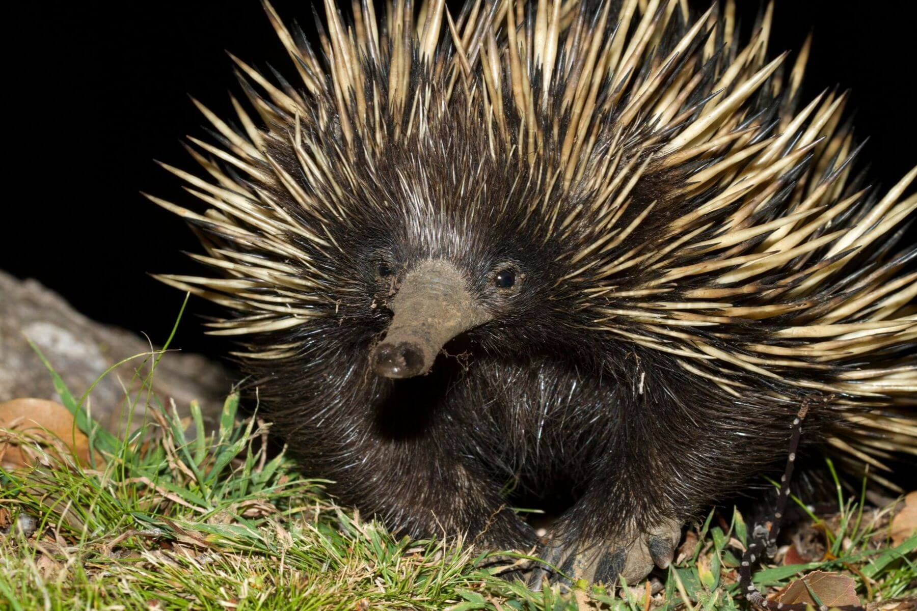Short beaked Echidna - photo credit - Lachlan Hall