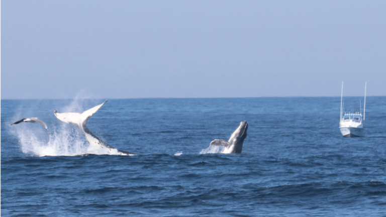 whale watching tours kiama