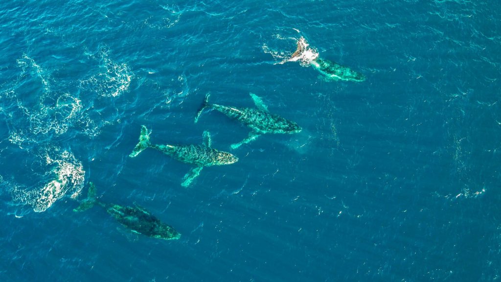 Best Time Whale Watching South Coast Kiama