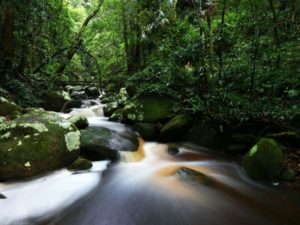 Rainforest Relax Unwind Health Wellness Minnamurra jamberoo Kiama Breathe Retreat Stay Beautiful Holiday