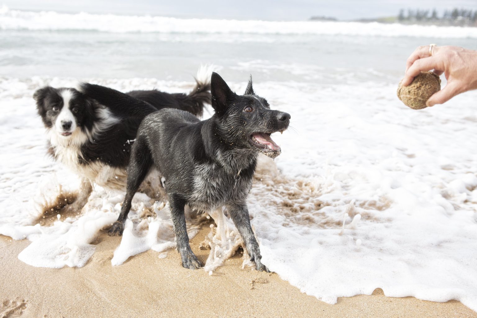 Everything you need to know for a pet friendly holiday Destination Kiama