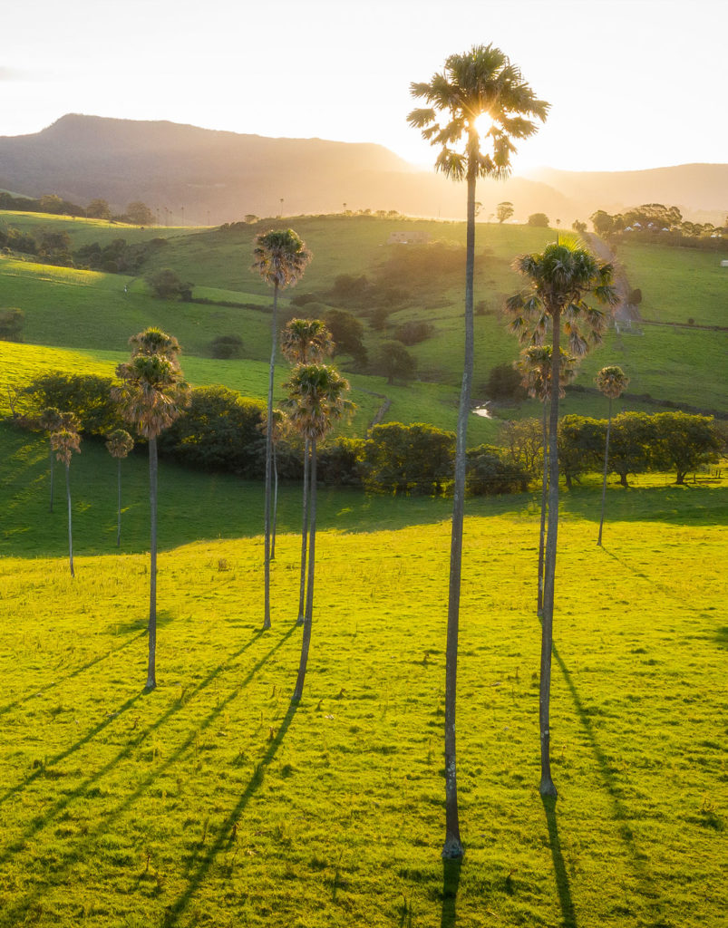 Cabbage Tree Palms Jamberoo - Peter Izzard