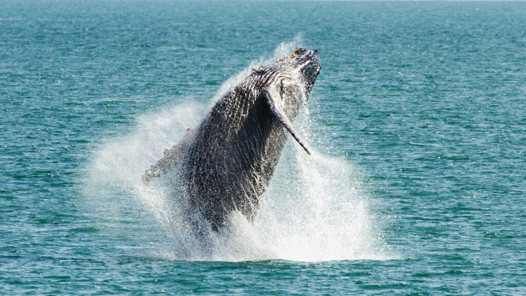 Whales Kiama