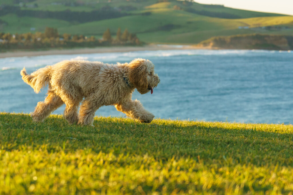 Dogs of Gerringong