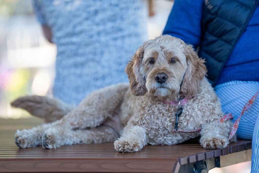 Winter Street Festival