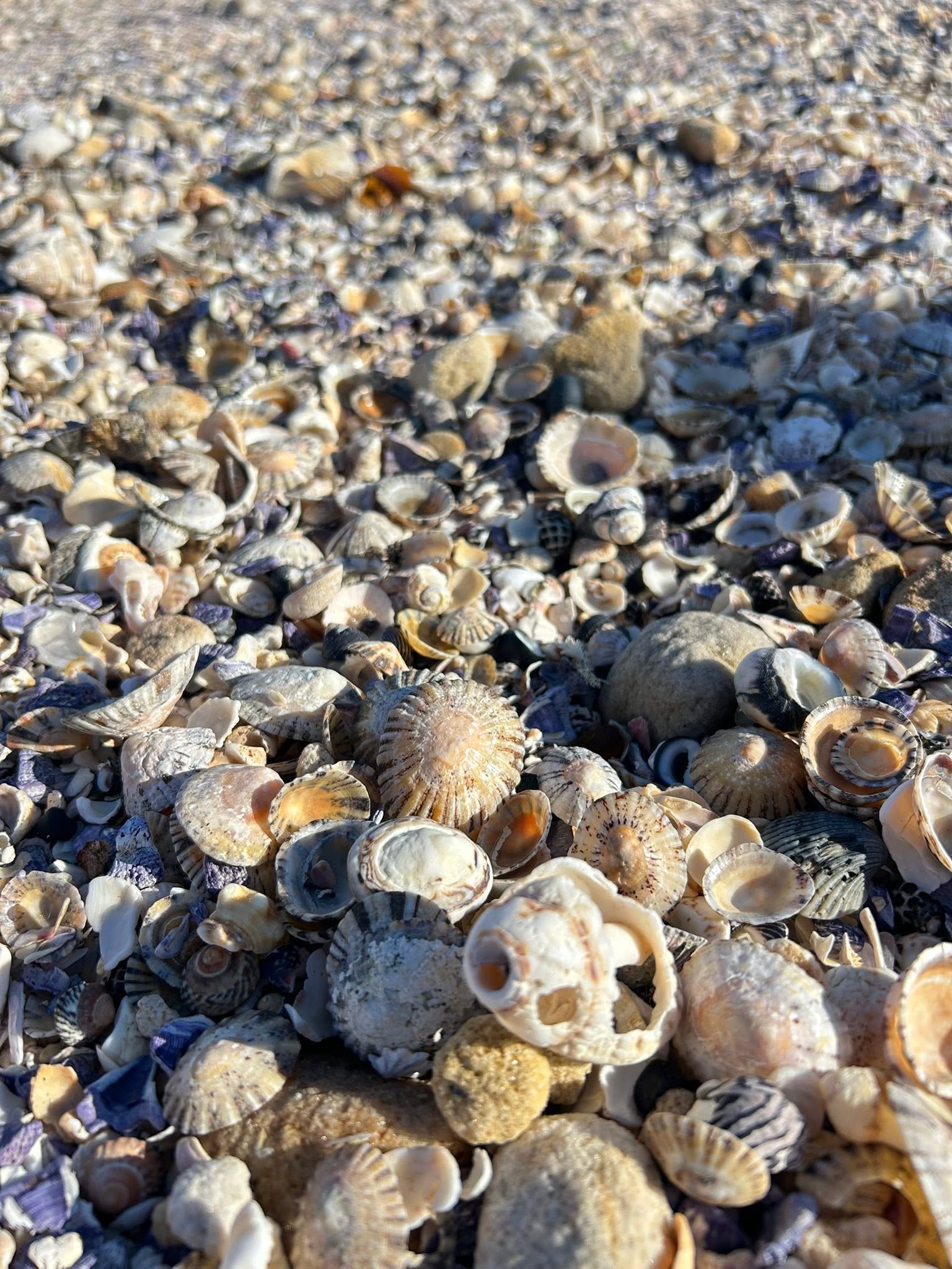 Traditional Shell Art with Marrawanggan